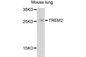 Western blot analysis of extracts of mouse lung cells, using TREM2 antibody. (TREM2 antibody)
