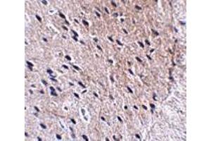 Immunohistochemistry of Bora in mouse brain tissue with Bora antibody at 2. (BORA antibody  (N-Term))