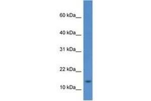 HIST1H2AE antibody  (AA 60-109)