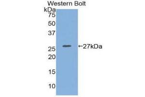 Western Blotting (WB) image for anti-Integrin alpha 2 (ITGA2) (AA 170-361) antibody (ABIN1174378) (ITGA2 antibody  (AA 170-361))