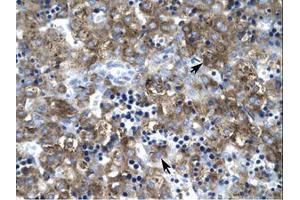 Image no. 1 for anti-Claudin 1 (CLDN1) (C-Term) antibody (ABIN6735811) (Claudin 1 antibody  (C-Term))