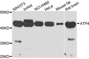 Western blot analysis of extracts of various cell lines, using ATF4 antibody.
