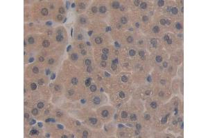 Used in DAB staining on fromalin fixed paraffin- embedded liver tissue (TAT antibody  (AA 190-454))