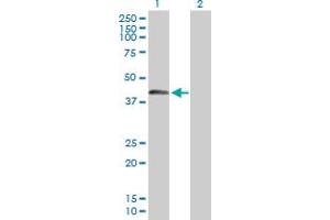 Western Blot analysis of SPESP1 expression in transfected 293T cell line by SPESP1 MaxPab polyclonal antibody.