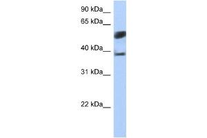 Western Blotting (WB) image for anti-Speckle-Type POZ Protein-Like (SPOPL) antibody (ABIN2459393) (SPOPL antibody)