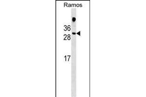 HDGFL1 Antibody (Center) (ABIN1537751 and ABIN2848823) western blot analysis in Ramos cell line lysates (35 μg/lane). (HDGFL1 antibody  (AA 110-138))