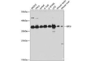 Western blot analysis of extracts of various cell lines using EIF3J Polyclonal Antibody at dilution of 1:3000. (EIF3S1 antibody)