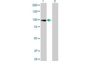 Western Blotting (WB) image for anti-Transcription Elongation Factor B (SIII), Polypeptide 3 (110kDa, Elongin A) (TCEB3) (AA 81-190) antibody (ABIN520752)