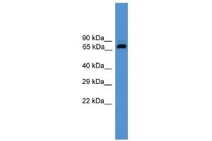 USP2 antibody used at 0. (USP2 antibody  (Middle Region))