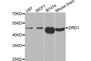 Western blot analysis of extracts of various cell lines, using DRD1 antibody (ABIN5971495) at 1/500 dilution. (Dopamine Receptor d1 antibody)