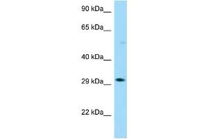 OR13G1 antibody  (C-Term)