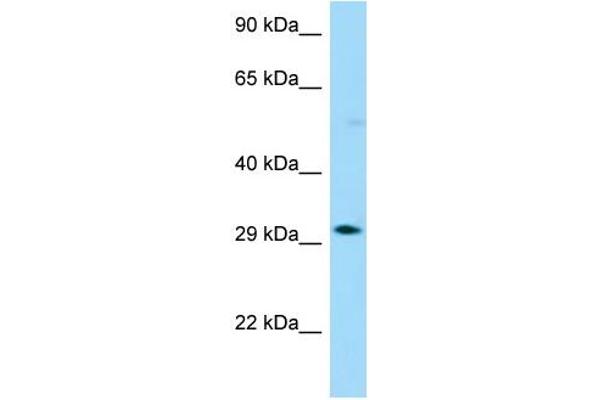 OR13G1 antibody  (C-Term)