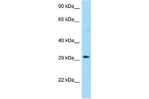 WB Suggested Anti-OR13G1 Antibody Titration: 1. (OR13G1 antibody  (C-Term))