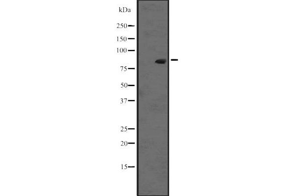 RASEF antibody  (C-Term)