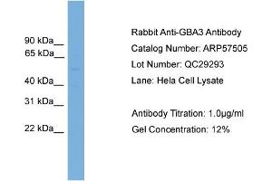 WB Suggested Anti-GBA3  Antibody Titration: 0. (GBA3 antibody  (N-Term))