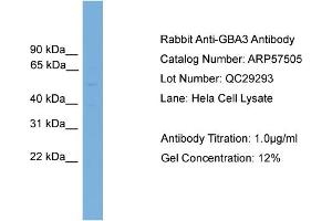 WB Suggested Anti-GBA3  Antibody Titration: 0.