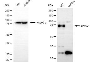 Western blotting analysis using BMAL1 antibody (ABIN7797659).