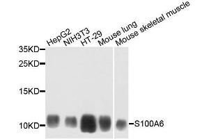 Western blot analysis of extracts of various cell lines, using S100A6 antibody. (S100A6 antibody  (AA 1-90))