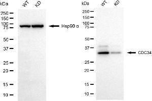 Western blotting analysis using CDC34 antibody (ABIN7798009). (Recombinant CDC34 antibody)