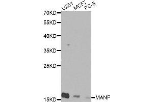 Western blot analysis of extracts of various cell lines, using MANF Antibody (ABIN5974212) at 1/1000 dilution. (MANF antibody)
