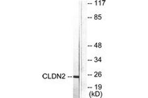 Western Blotting (WB) image for anti-Claudin 2 (CLDN2) (AA 181-230) antibody (ABIN2889174) (Claudin 2 antibody  (AA 181-230))