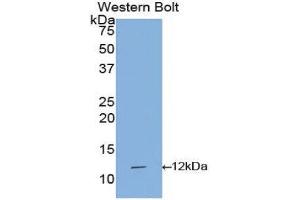 Western Blotting (WB) image for anti-Interleukin 1 Receptor, Type I (IL1R1) (AA 21-109) antibody (ABIN1172131) (IL1R1 antibody  (AA 21-109))