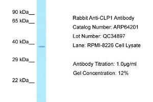 Western Blotting (WB) image for anti-Cleavage and Polyadenylation Factor I Subunit 1 (CLP1) (C-Term) antibody (ABIN2789763) (CLP1 antibody  (C-Term))