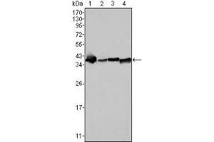 Western Blot showing NPM antibody used against SMMC-7721 (1), HepG2 (2), Hela (3) and HEK293 (4) cell lysate. (NPM1 antibody)