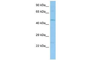 Host:  Rabbit  Target Name:  Tekt1  Sample Type:  Mouse Stomach lysates  Antibody Dilution:  1. (TEKT1 antibody  (N-Term))