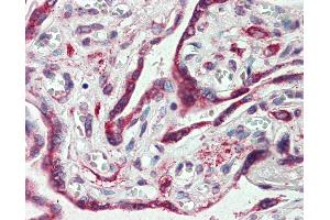 Anti-EMB antibody IHC of human placenta. (Embigin antibody  (C-Term))