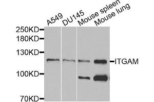 Western blot analysis of extracts of various cells, using ITGAM antibody. (CD11b antibody)