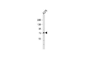 Anti-SRPK1 Antibody (N-term)at 1:1000 dilution +  whole cell lysate Lysates/proteins at 20 μg per lane.