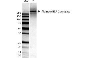 Western Blot analysis of ALL BSA-Alginate Conjugate showing detection of ~250 kDa Alginate protein using Mouse Anti-Alginate Monoclonal Antibody, Clone 4B10-1C5 . (Alginate antibody)