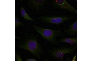 Immunofluorescence staining of methanol-fixed Hela cells using HDAC4/HDAC5/HDAC9(Ab-246/259/220) Antibody. (HDAC4/HDAC5/HDAC9 antibody)