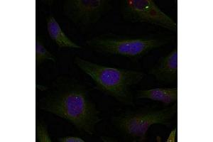 Immunofluorescence staining of methanol-fixed Hela cells using HDAC4/HDAC5/HDAC9(Ab-246/259/220) Antibody.