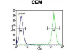 Flow cytometric analysis of CEM cells using Dual oxidase 2  Antibody  (right histogram) compared to a negative control cell (left histogram). (DUOX2 antibody  (Middle Region))