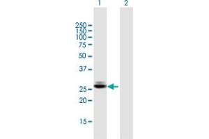 Western Blot analysis of CTRB1 expression in transfected 293T cell line by CTRB1 MaxPab polyclonal antibody.