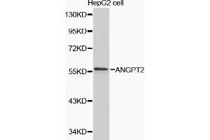 Western blot analysis of extracts of HepG2 cells, using ANGPT2 antibody (ABIN5970271) at 1/1000 dilution. (Angiopoietin 2 antibody)