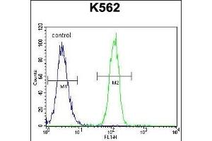 CCDC61 Antibody (N-term) (ABIN655534 and ABIN2845046) flow cytometric analysis of K562 cells (right histogram) compared to a negative control cell (left histogram). (CCDC61 antibody  (N-Term))