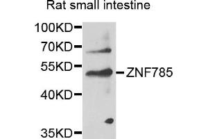 Western blot analysis of extracts of rat small intestine, using ZNF785 antibody. (ZNF785 antibody)