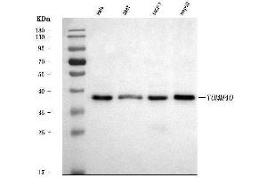 Western blot analysis of TOMM40 using anti-TOMM40 antibody (ABIN7599738).