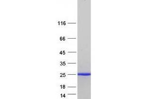 Western Blotting (WB) image for Interleukin 1 Receptor Antagonist (IL1RN) (Transcript Variant 4) protein (Myc-DYKDDDDK Tag) (ABIN2723400)