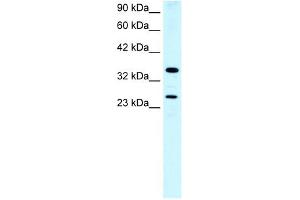 ASGR2 antibody used at 0. (Asialoglycoprotein Receptor 2 antibody  (N-Term))