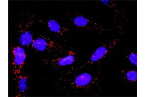 Proximity Ligation Analysis of protein-protein interactions between AKT1 and MAPK14.