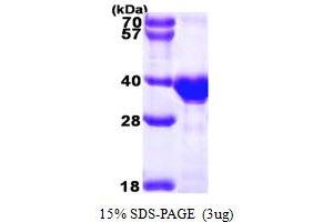 SDS-PAGE (SDS) image for OTU Domain, Ubiquitin Aldehyde Binding 1 (OTUB1) (AA 1-271) protein (His tag) (ABIN667122)