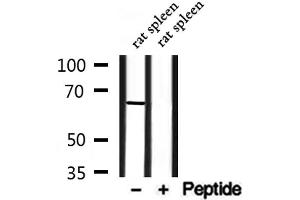 Western blot analysis of extracts from rat spleen, using SLC6A13 Antibody. (SLC6A13 antibody  (Internal Region))