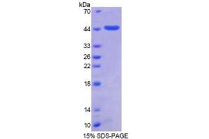 SDS-PAGE analysis of Human SUMO2 Protein. (SUMO2 Protein)