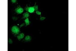 Immunofluorescence (IF) image for anti-Ganglioside-Induced Differentiation-Associated Protein 1-Like 1 (GDAP1L1) antibody (ABIN1498421) (GDAP1L1 antibody)