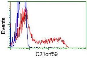HEK293T cells transfected with either RC200169 overexpress plasmid (Red) or empty vector control plasmid (Blue) were immunostained by anti-C21orf59 antibody (ABIN2452867), and then analyzed by flow cytometry. (C21orf59 antibody)