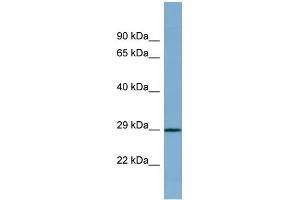 WB Suggested Anti-PRR16 Antibody Titration: 0. (PRR16 antibody  (Middle Region))